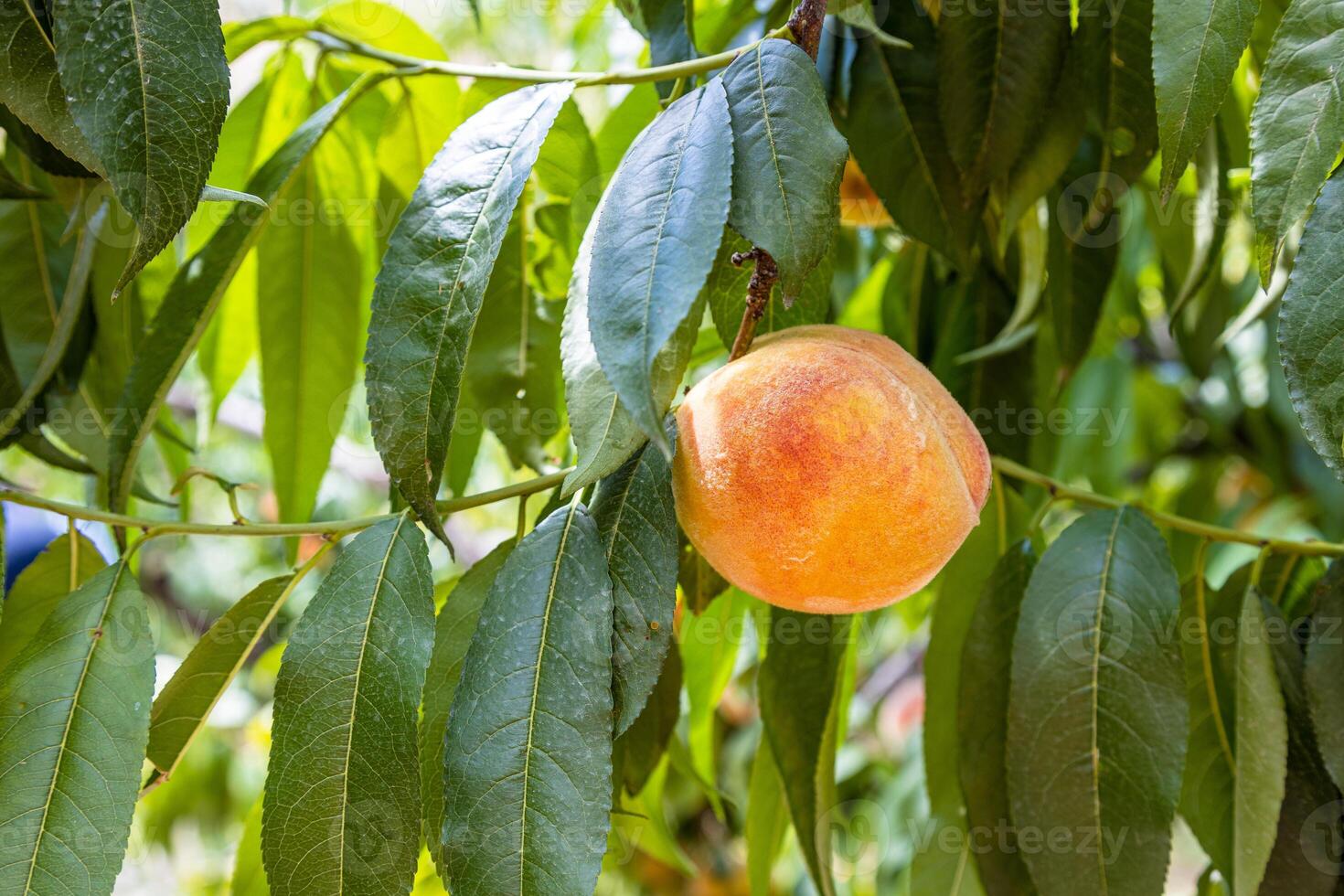 ripe peach fruit on green twig in armenian orchard photo