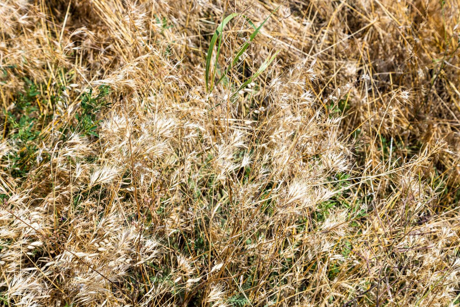sunburnt grass on top of Sevan Peninsula closeup photo