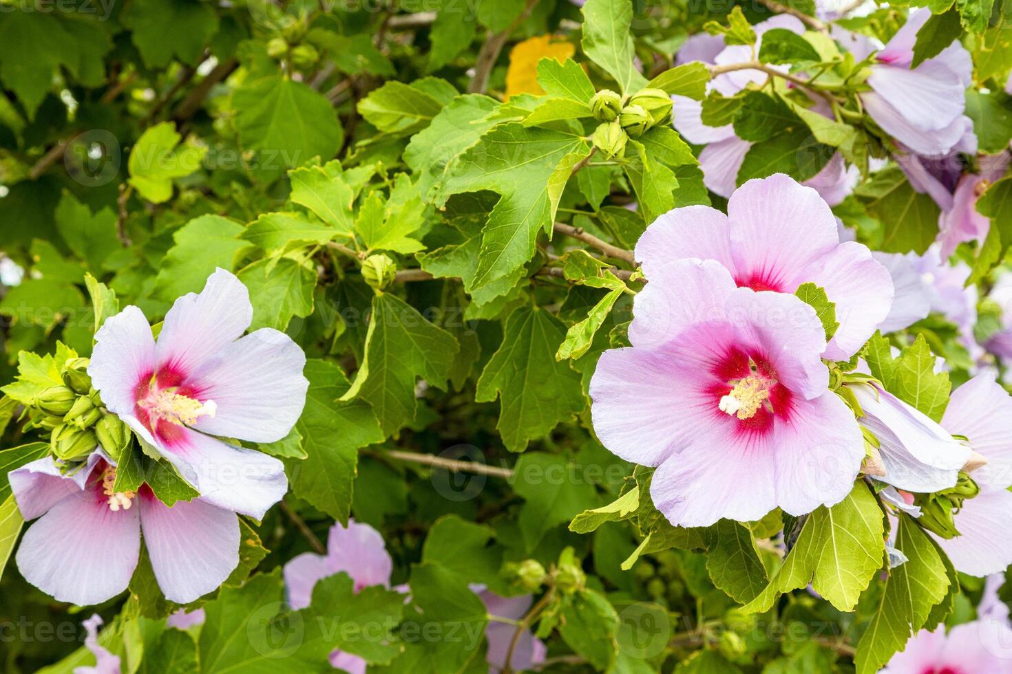 hibiscus flowers on green bush in Gyumri city photo