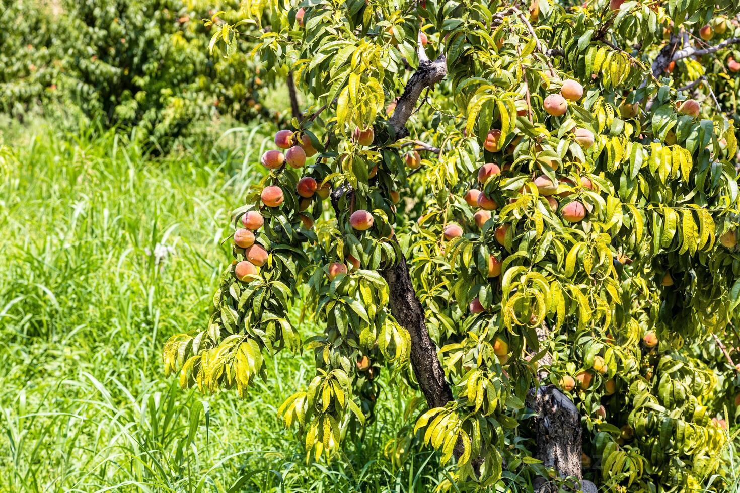 peach tree with ripe fruits in armenian orchard photo