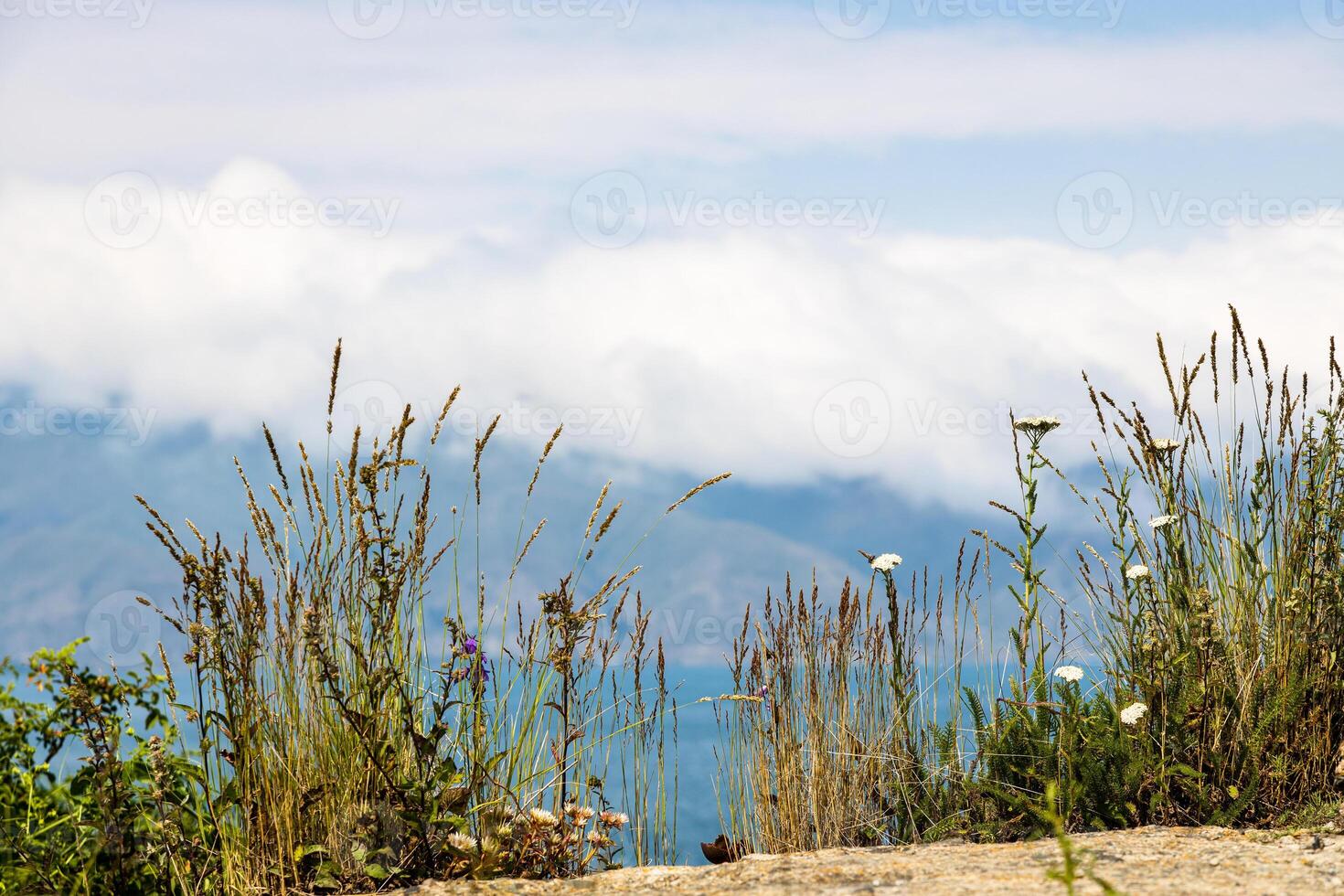 wild green grass closeup on top of Sevan Peninsula photo