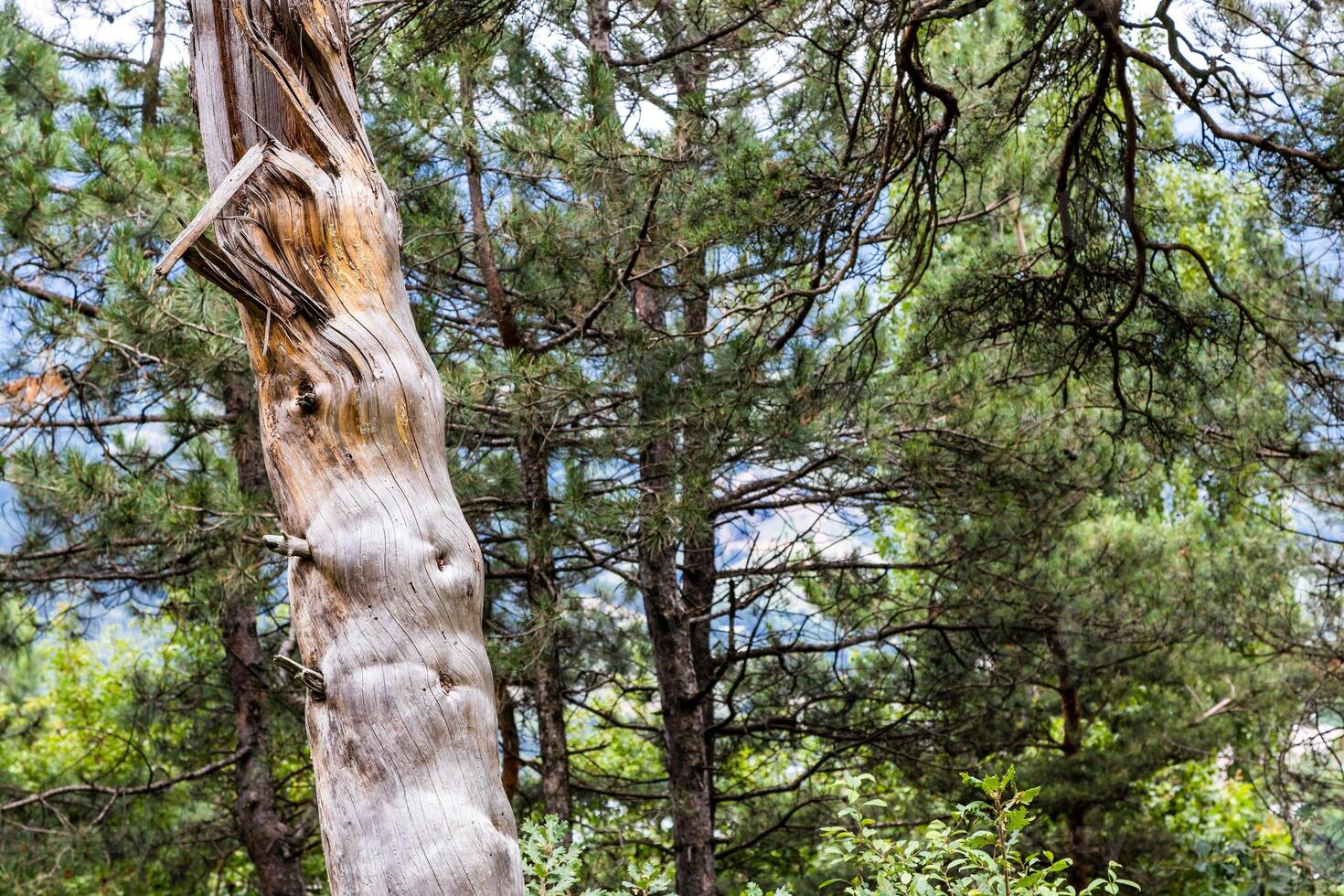 bare tree trunk in Drunken Forest in Dilijan photo