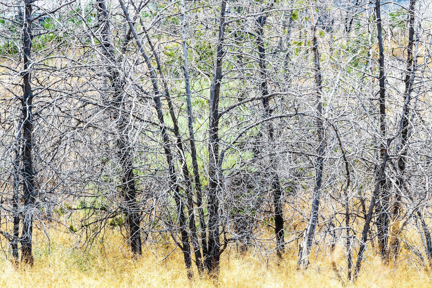 dried tree trunks at Erebuni hill in Yerevan city photo