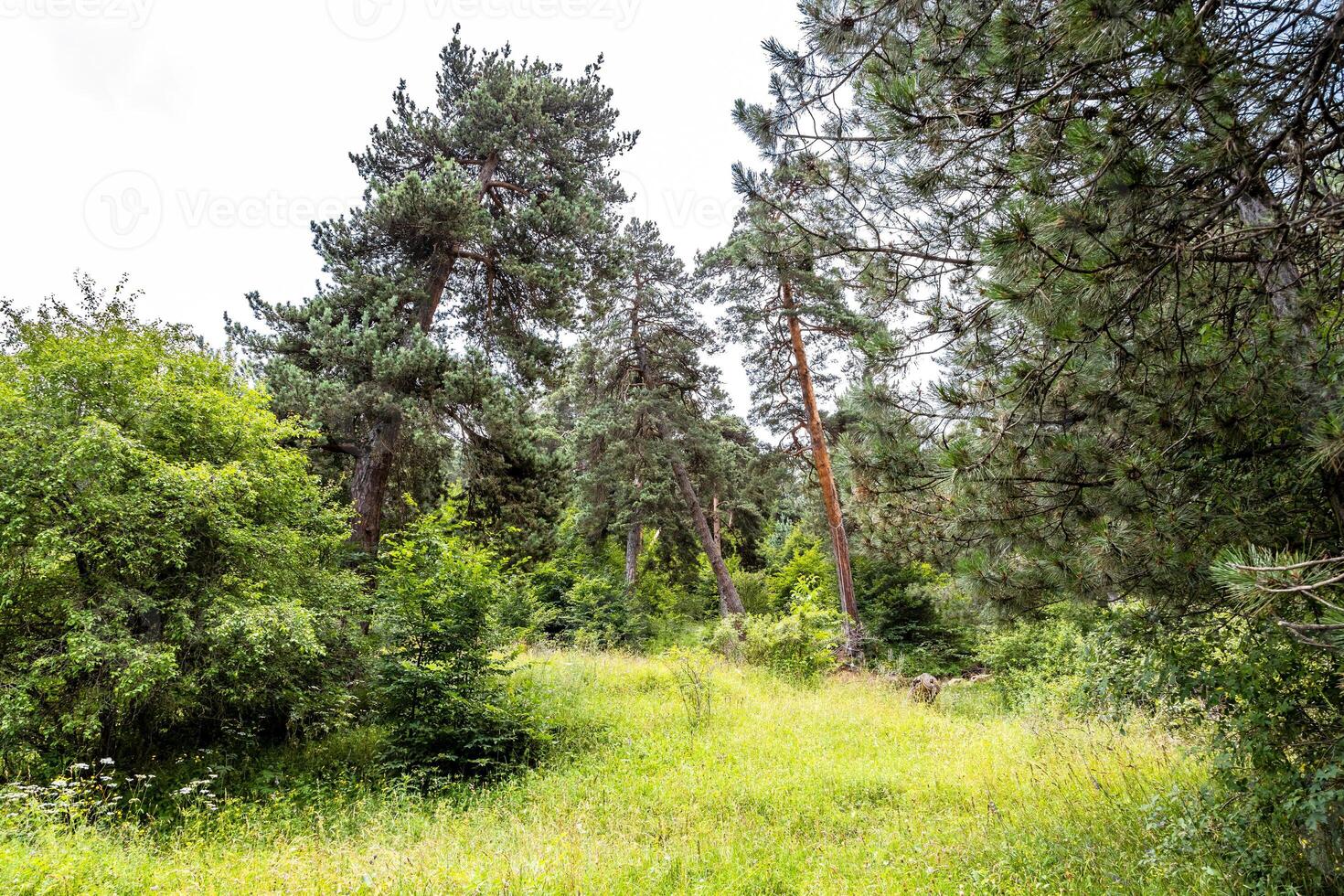 meadow in Drunken Forest n Dilijan National Park photo
