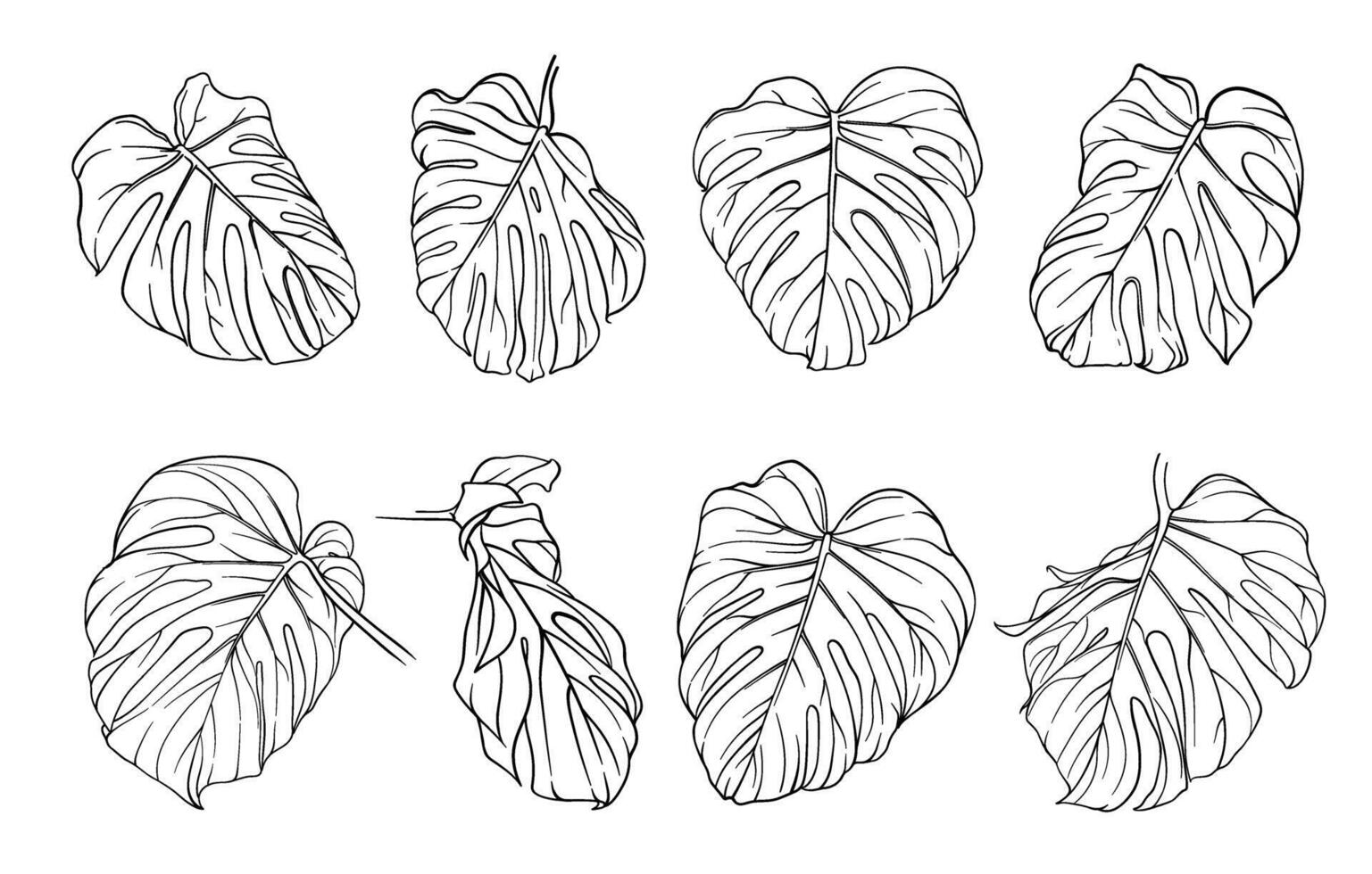 large set of monochrome monstera leaves, close-up of tropical plant leaf in different angles, various exotic jungle elements vector