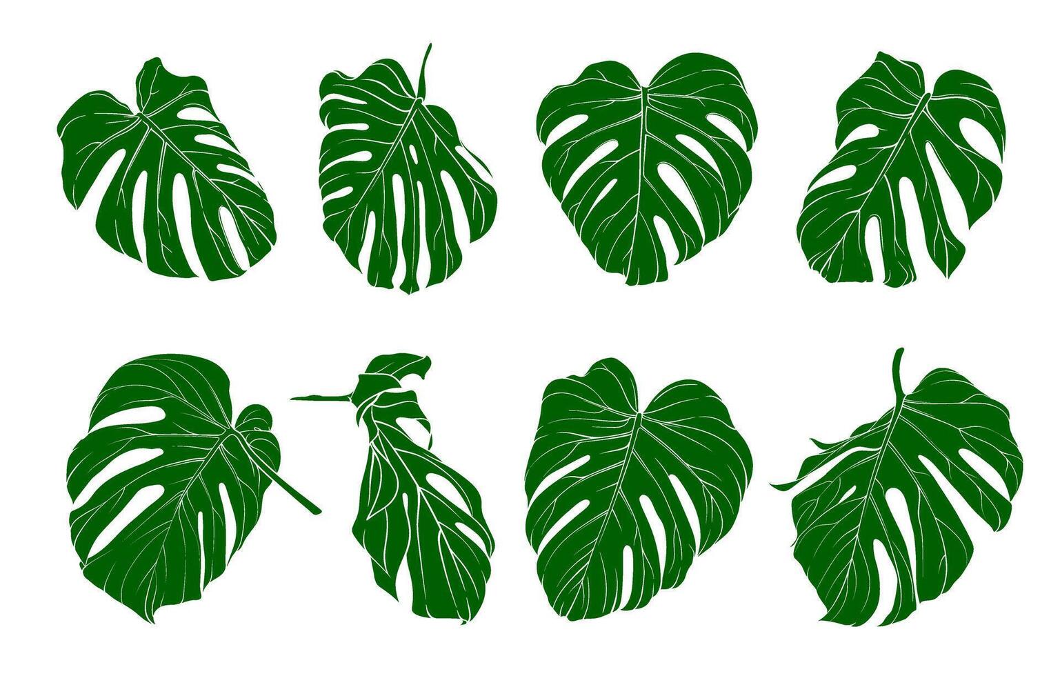 minimalistic set of green tropical monstera leaves, close-up of detailed tropical plant leaf in different angles, various exotic jungle elements vector