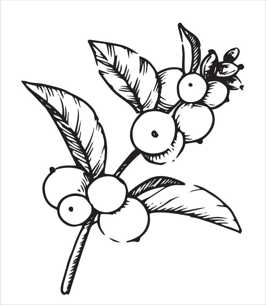 snow berry. illustration in sketch style. christmas plants vector