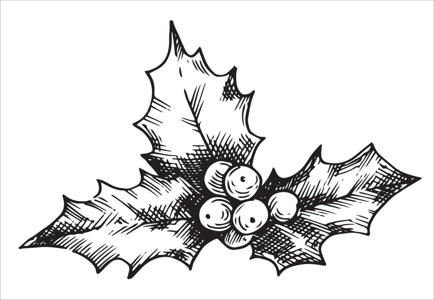 holly leaves and berries, Christmas plant. illustration in sketch style vector
