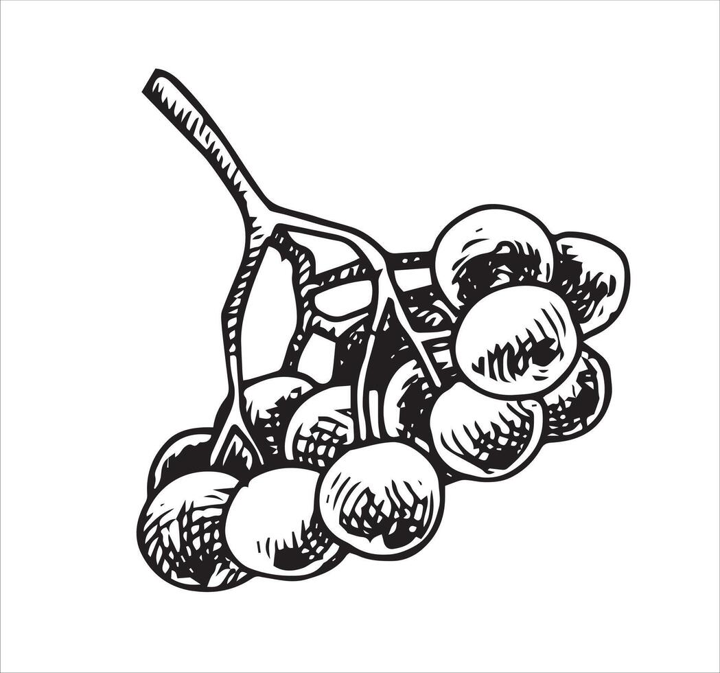 rowan berries. illustration in sketch style vector