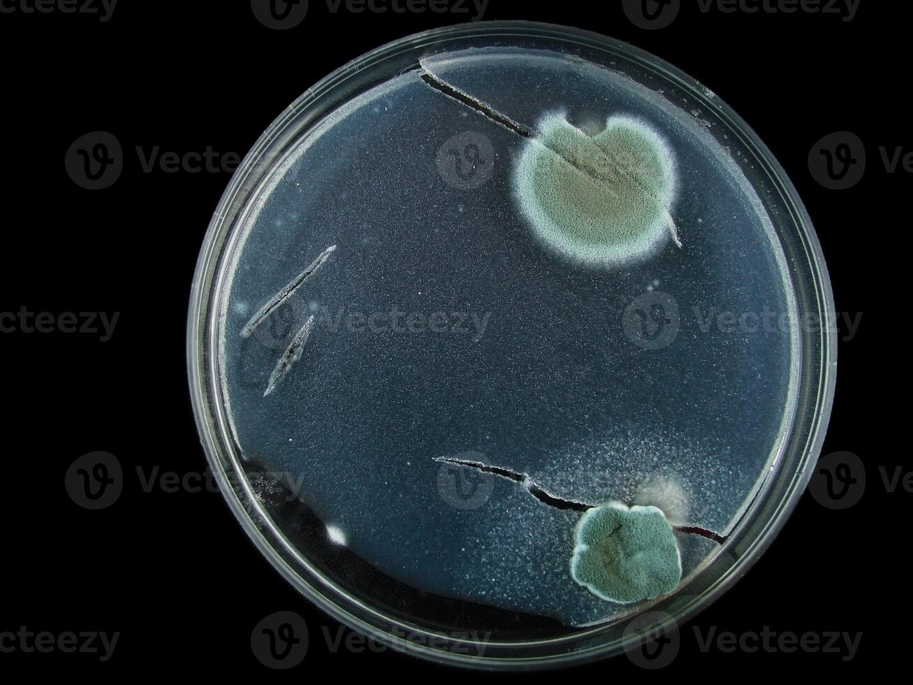 petri dish, mold, various types of fungi, photo