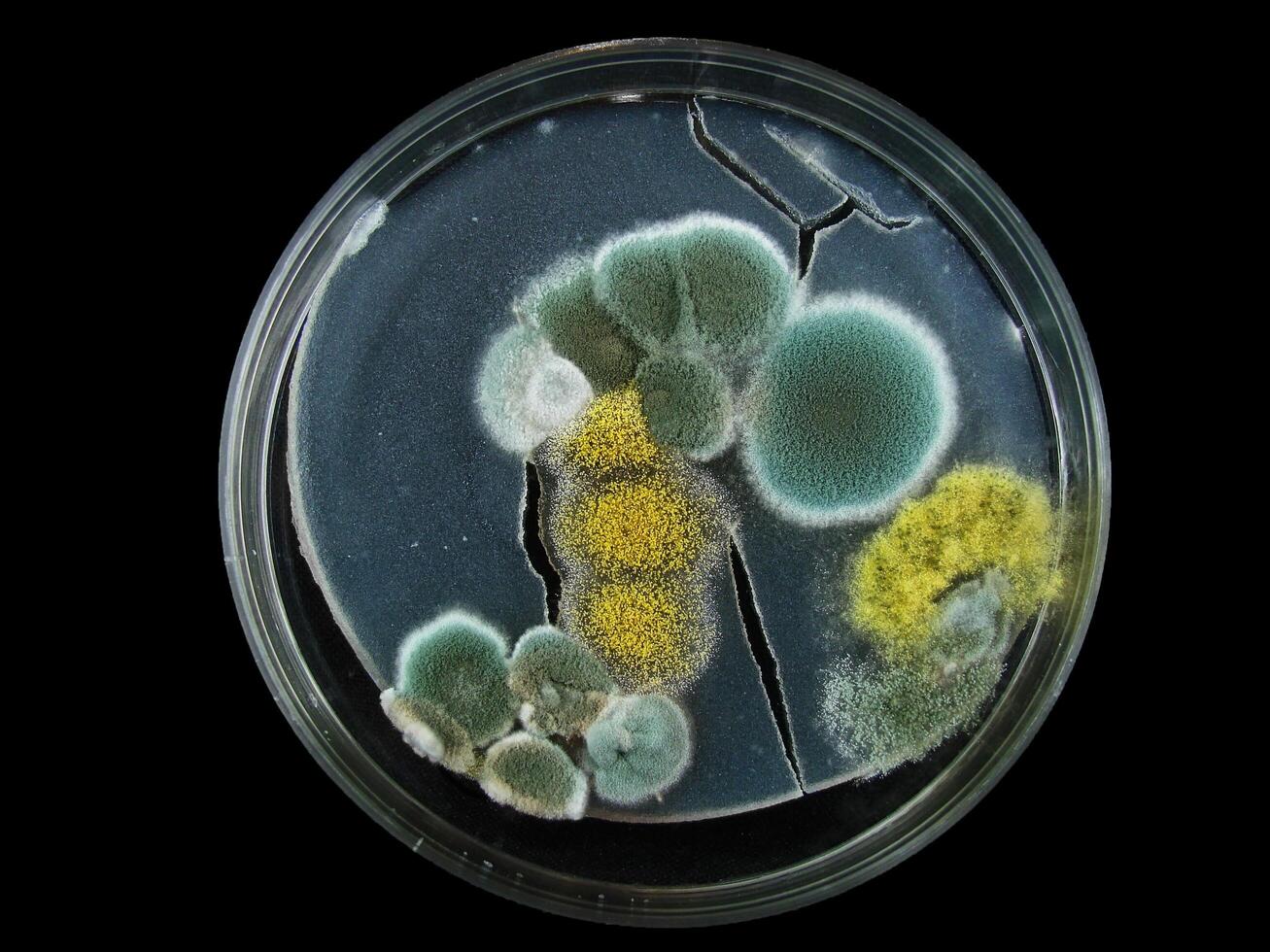 petri dish, mold, various types of fungi, photo