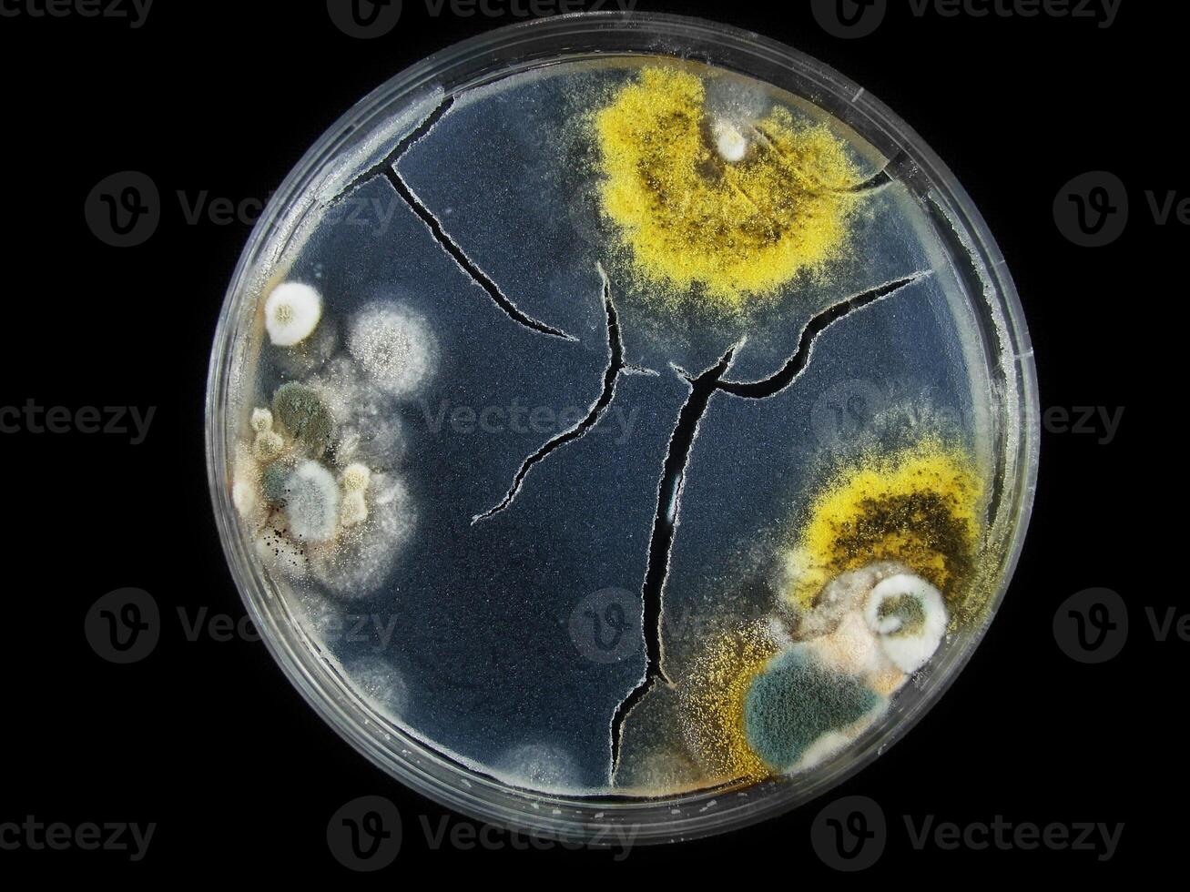 petri dish, mold, various types of fungi, photo