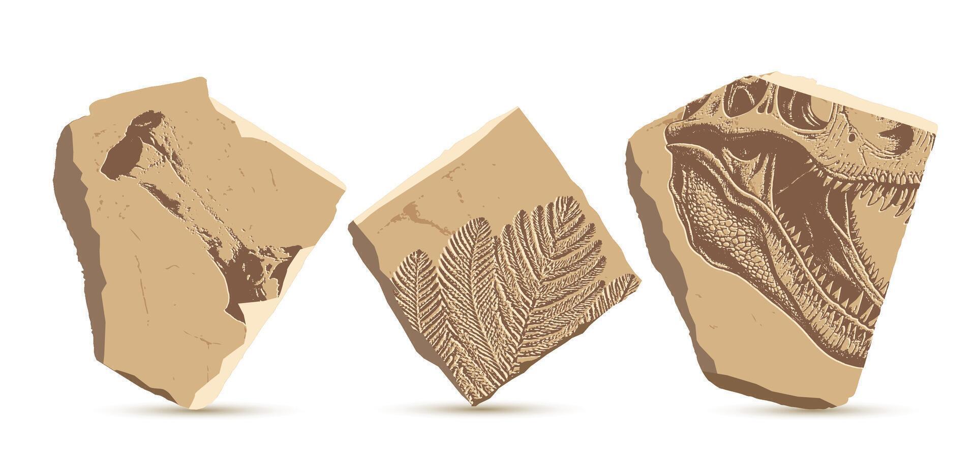 Cut ancient stones with fossilized traces of prehistoric life - bone, t-rex skull, araucaria leaf Paleontology, archeology, animals BC. Graphic excavations elements. illustration vector