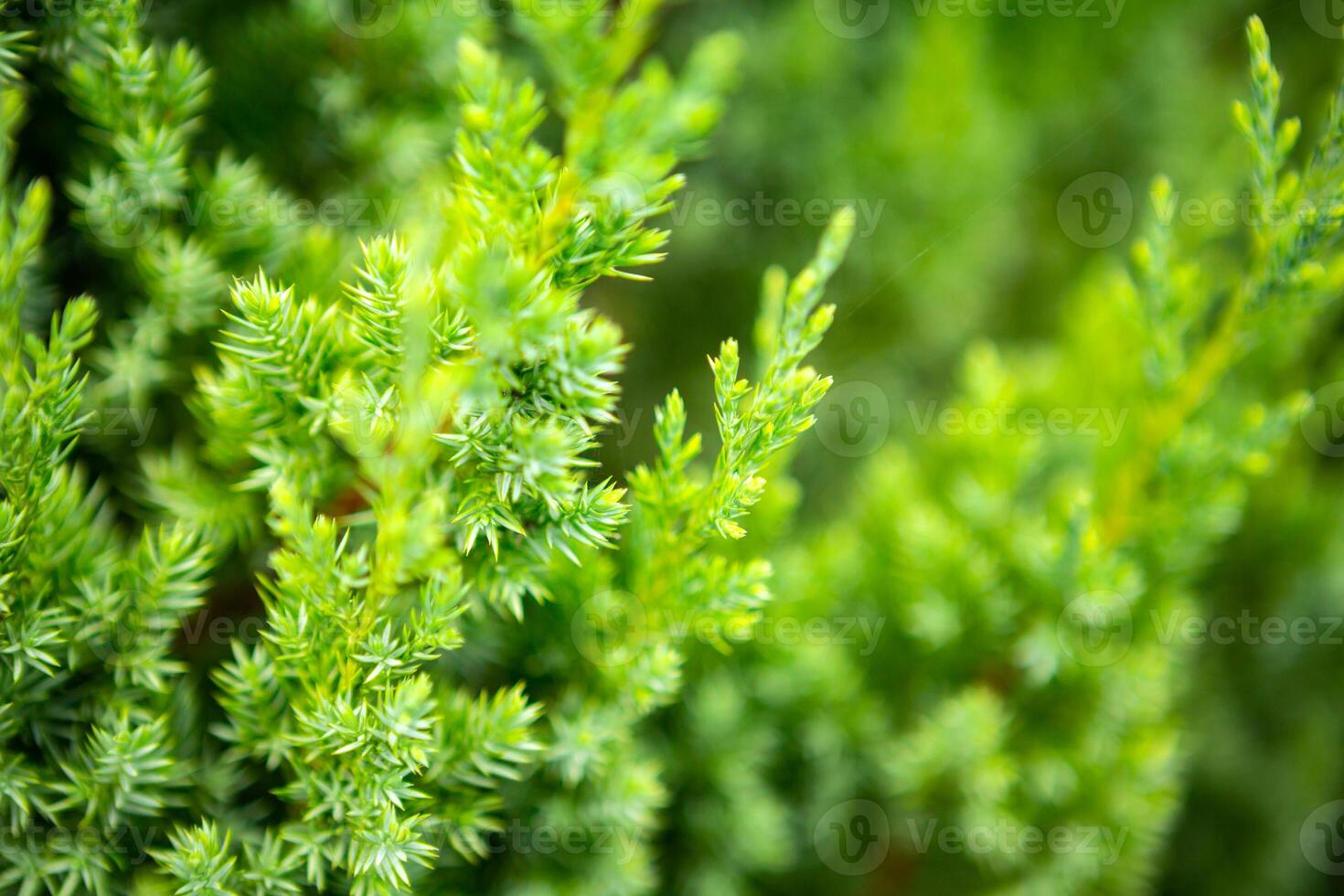 green prickly branches of a fur-tree or pine photo