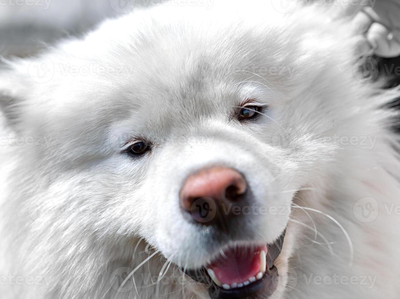 Happy Dog Portrait. photo