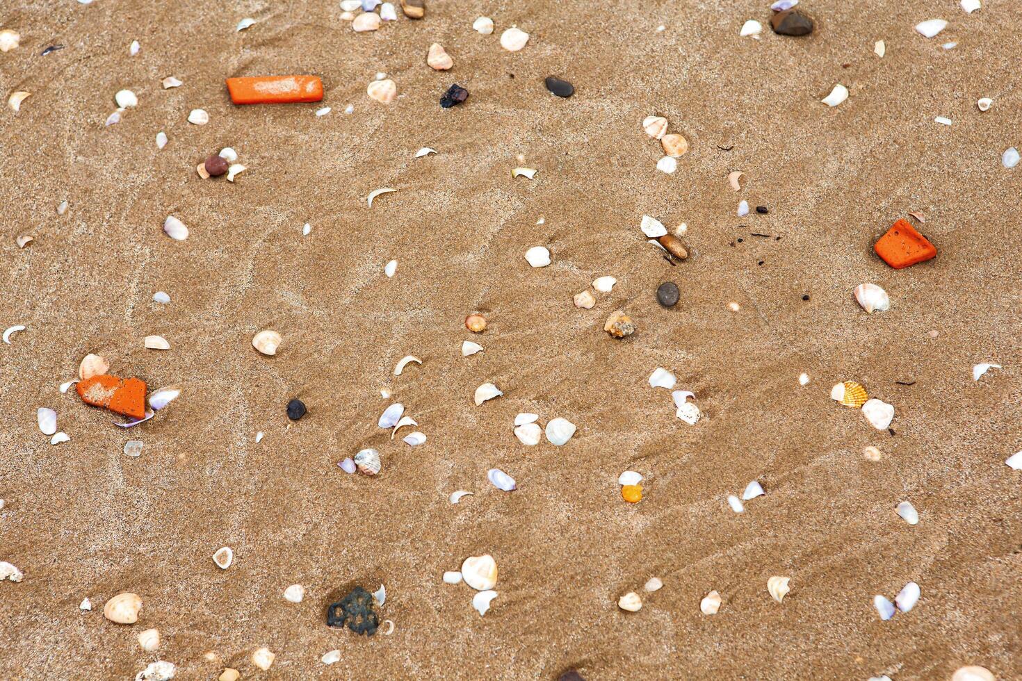 natural shells on the seashore close-up. Beach summer background photo