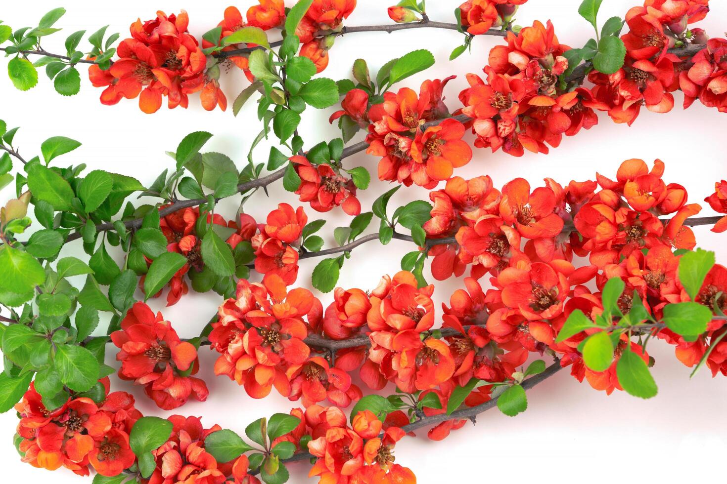 Japanese quince flower on white background close-up. place for text photo
