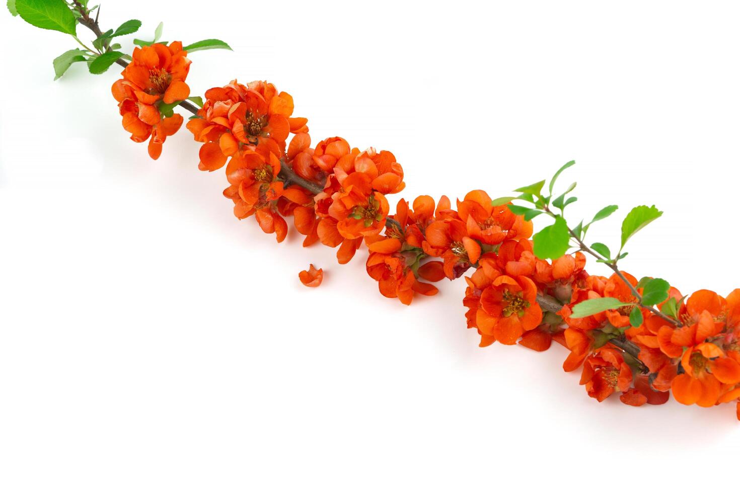 Japanese quince flower on white background close-up. place for text photo