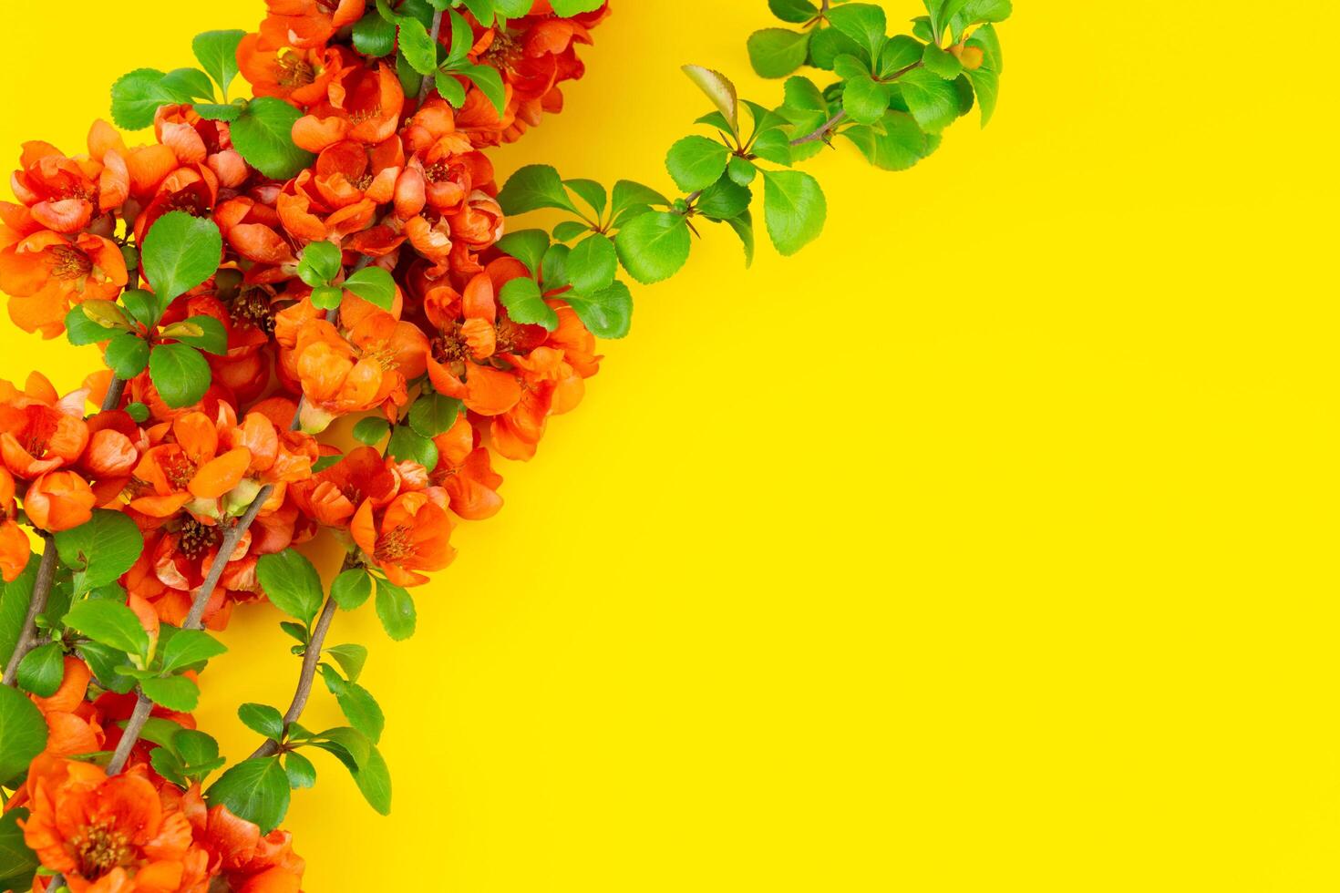 Japanese quince flower on yellow background close-up. place for text photo
