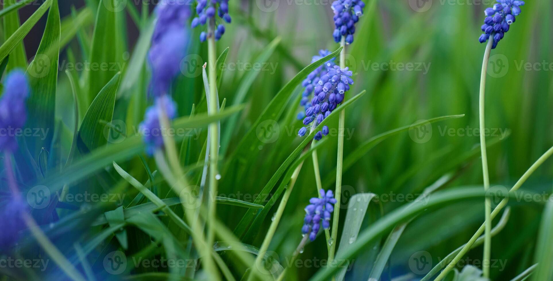Blue flower muscari flower or a mouse hyacinth, close up photo