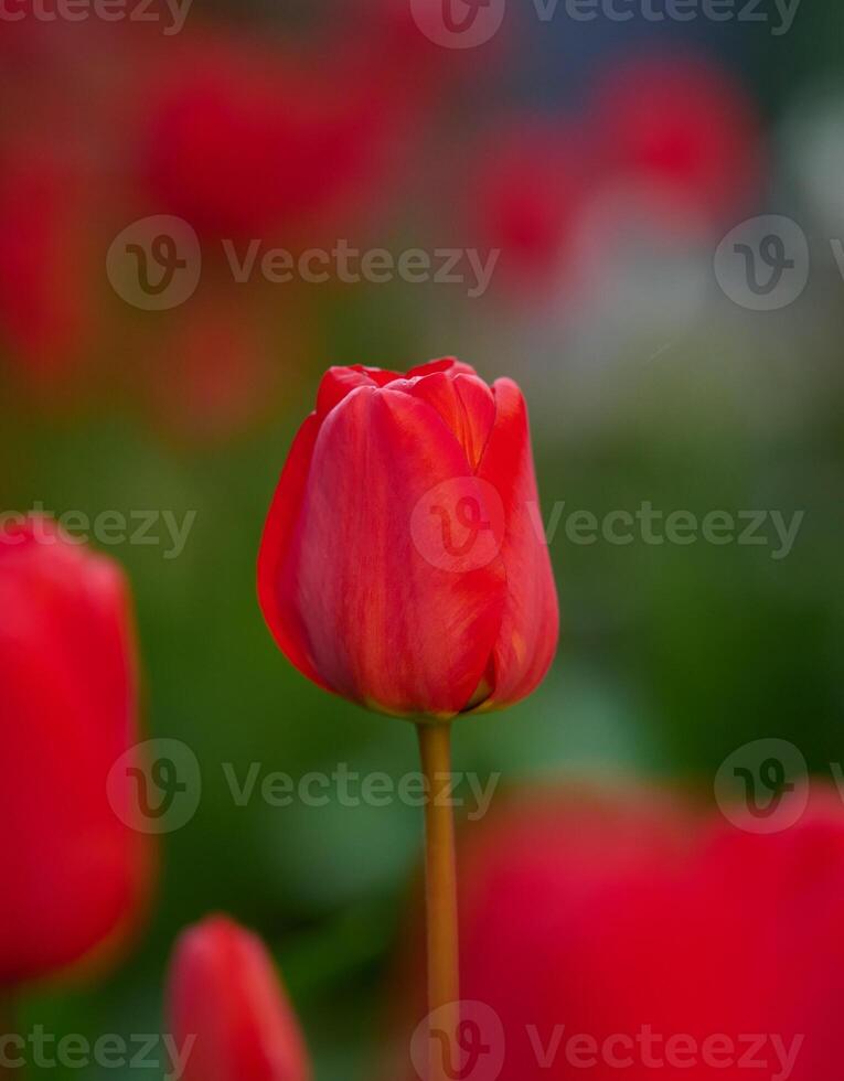 Red blossoming tulip on a sunny day, close up photo