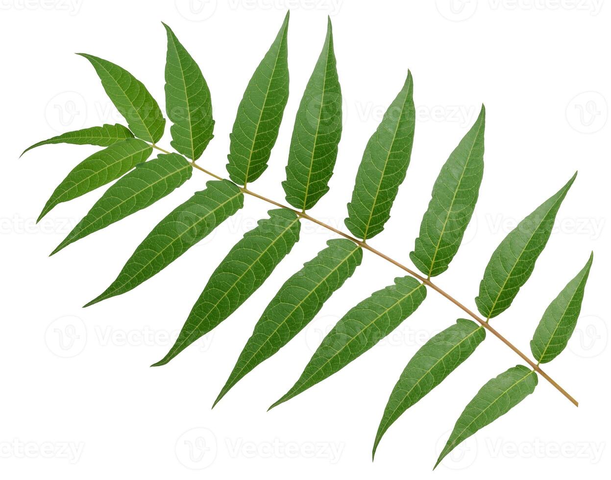 Leaf of the neem tree Azadirachta indica, with thin elongated leaflets connected on one branch photo