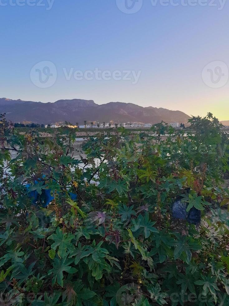 Nature in front of the valley and in the background mountains in the evening photo