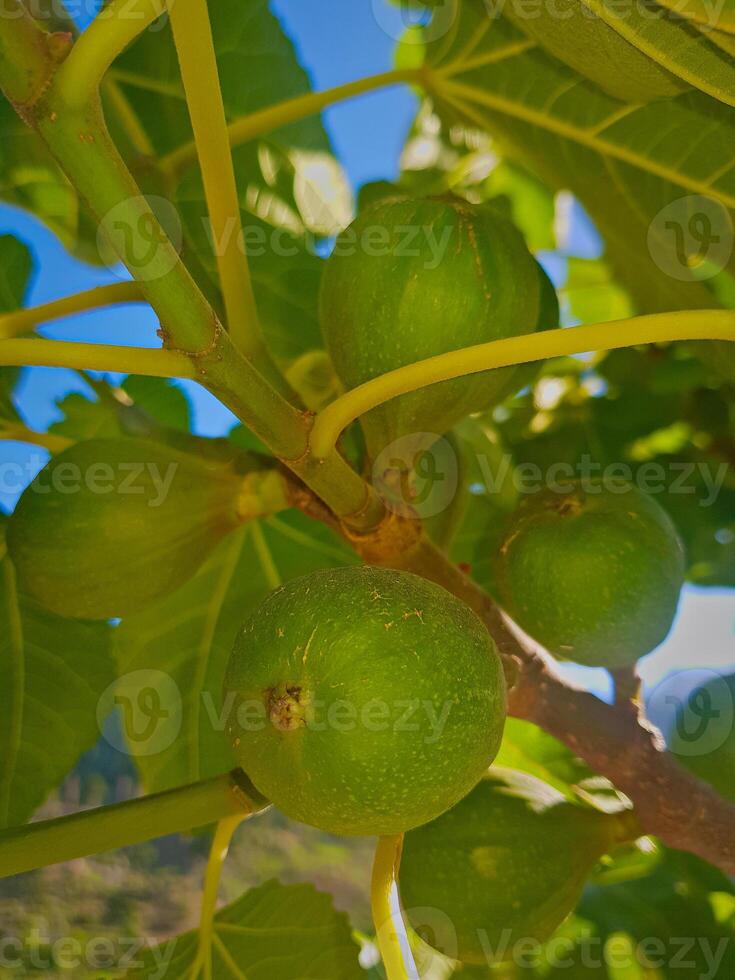 A closer view of the branch of the fig tree with non mature fig fruits photo