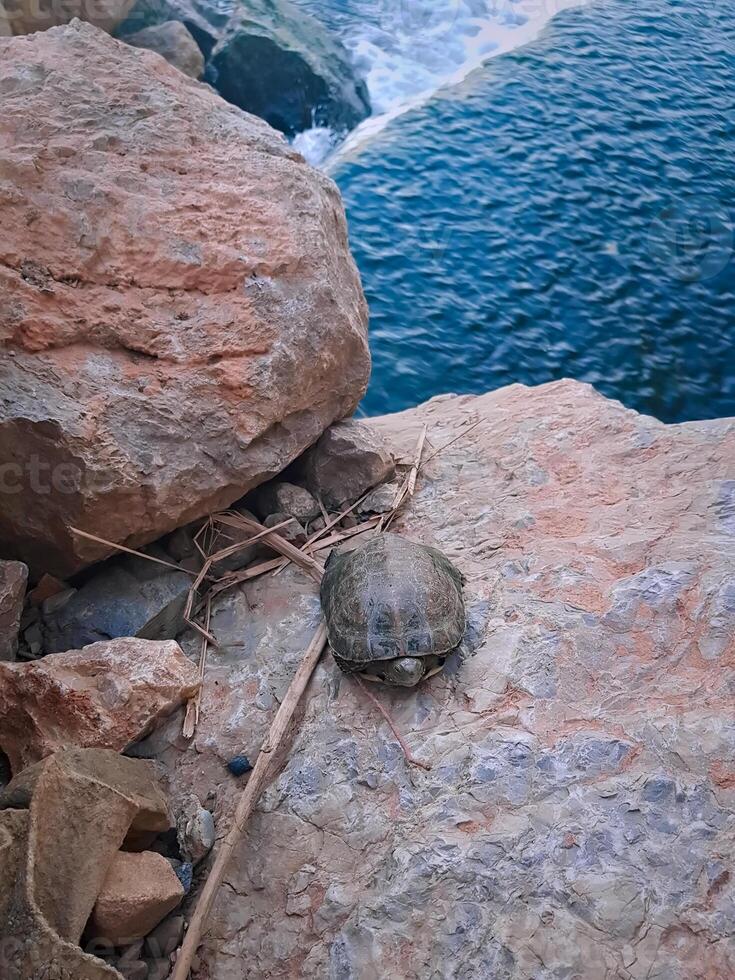 Turtle floating on a rock near the edge of the water photo