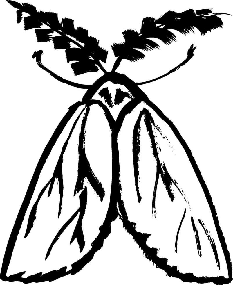 A black and white drawing of a moth vector