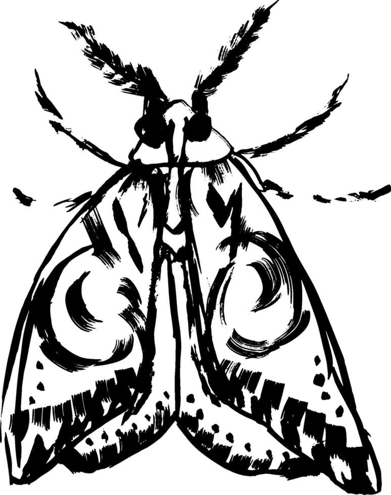A black and white drawing of a moth vector