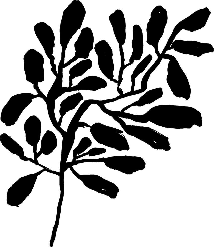 A black and white drawing of a plant with leaves vector