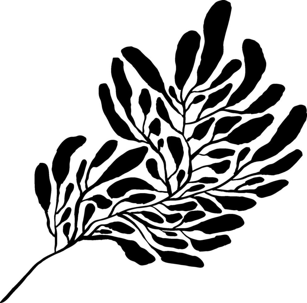 Black and white drawing of a leaf vector