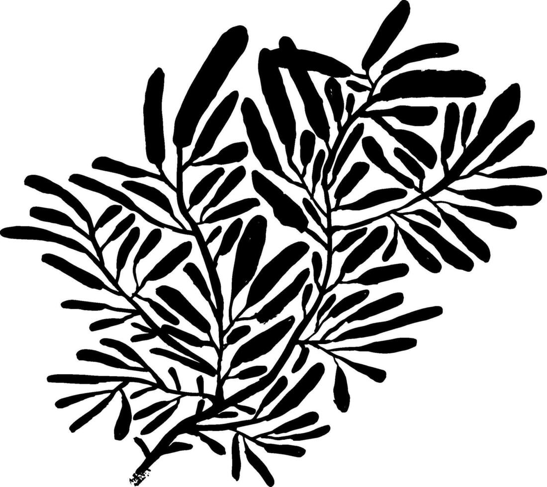 A black and white drawing of a plant vector