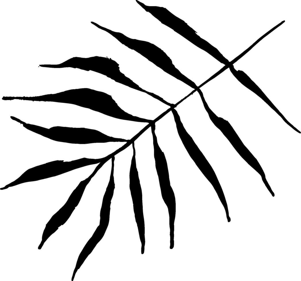 A black and white drawing of a palm leaf vector