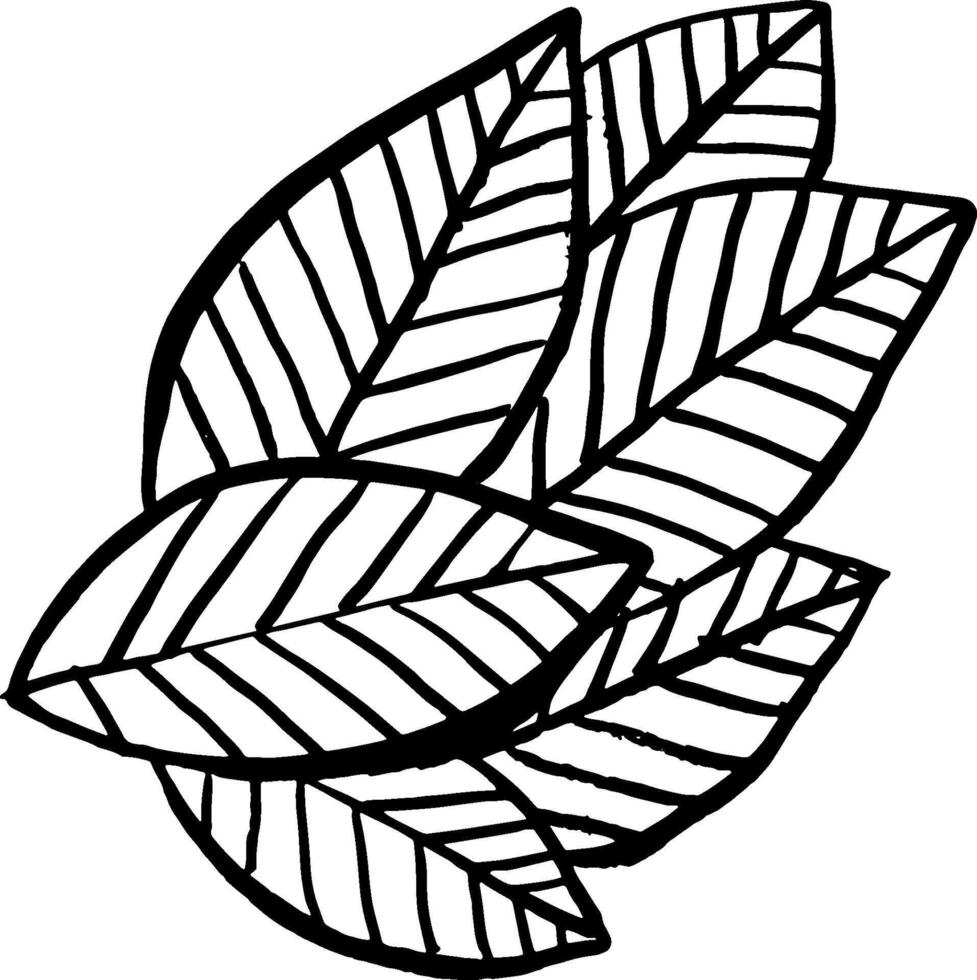 A black and white drawing of leaves vector