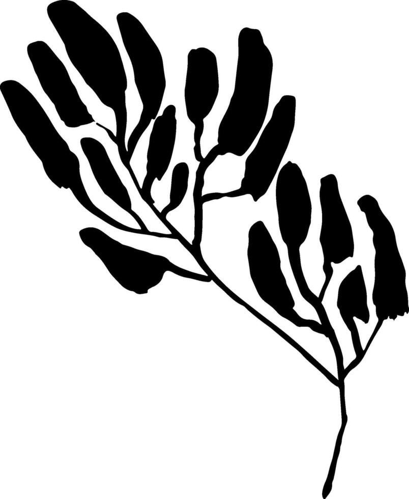 A black and white drawing of a plant with leaves vector