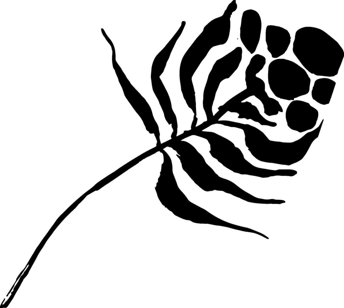 A black and white drawing of a leaf vector