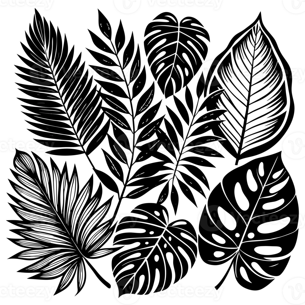 Various big tropical leaves cutouts png