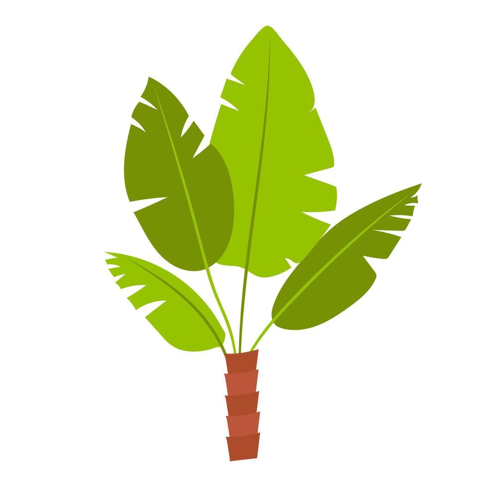 Green banana palm leaves on stem in flat design. Tropical plant with foliage. illustration isolated. vector