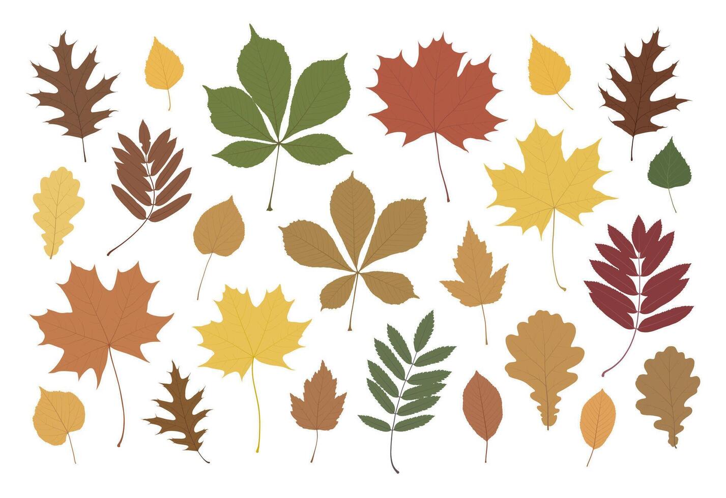 Set of autumn leaves from different trees. vector