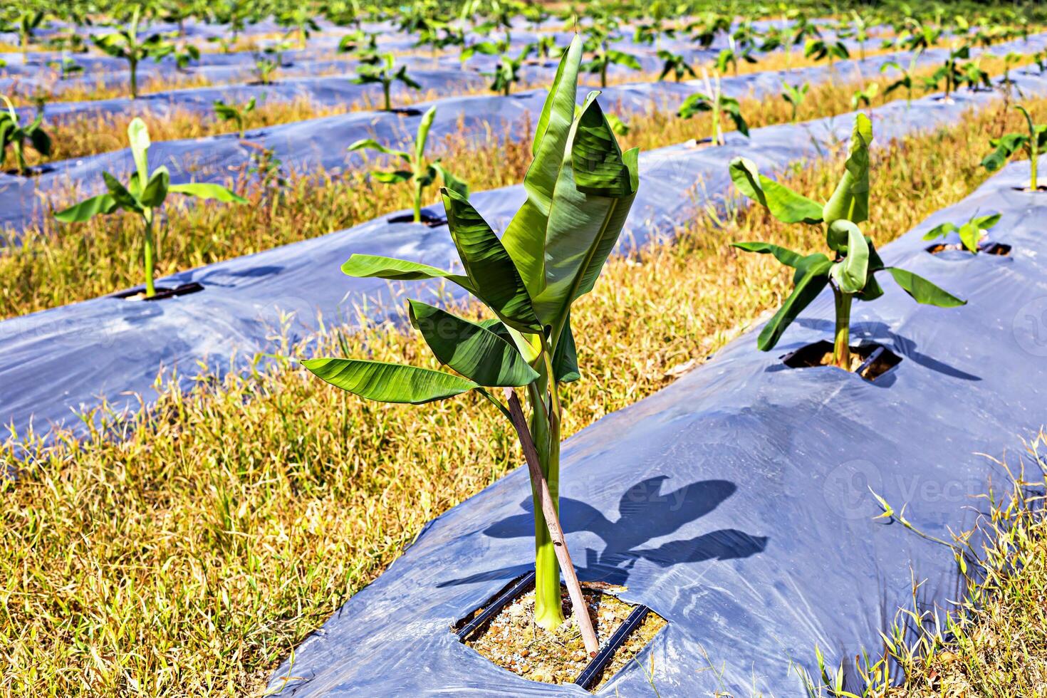 Vibrant young banana plants growing in an organized agricultural field with protective plastic sheeting, showcasing modern farming techniques photo
