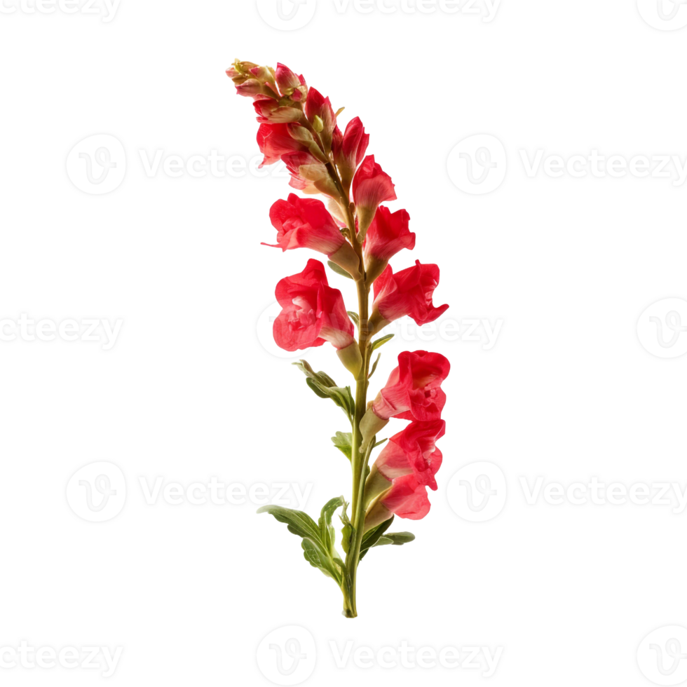 Snapdragon isolated on transparent background png