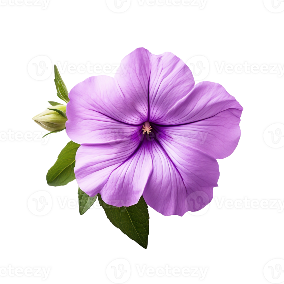 Petunia isolated on transparent background png