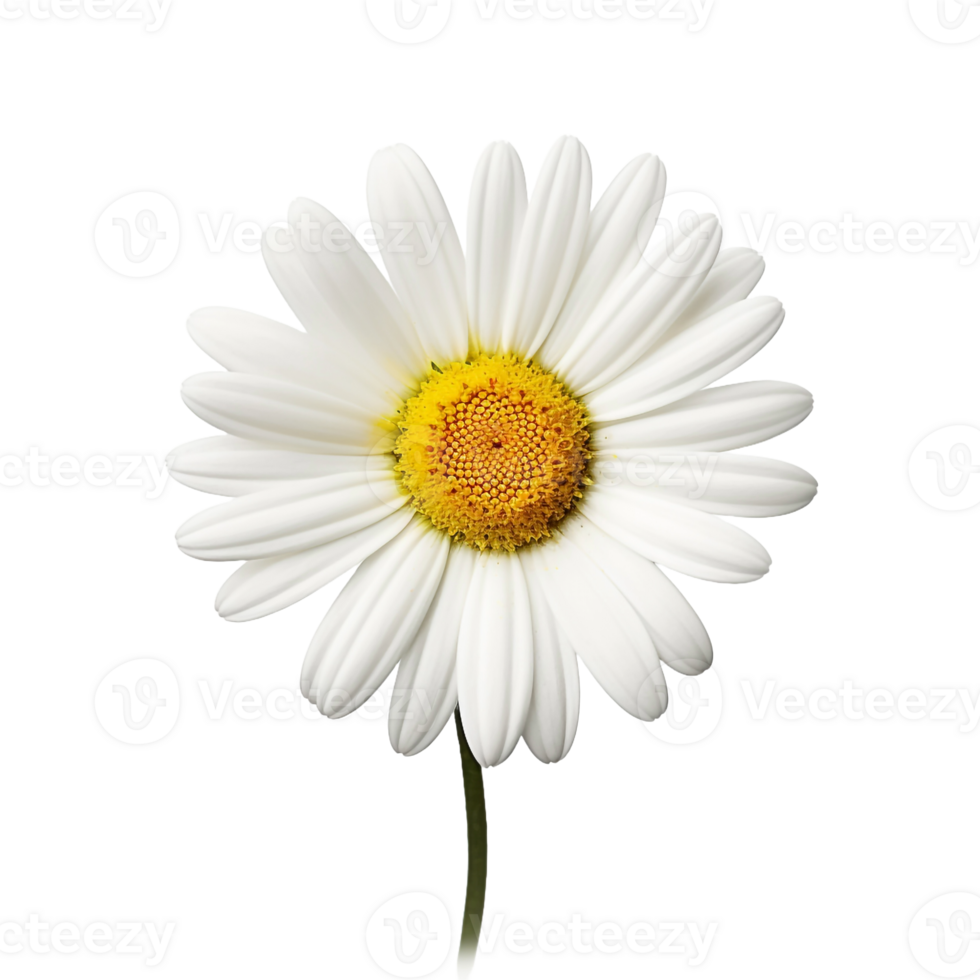 Oxeye isolated on transparent background png