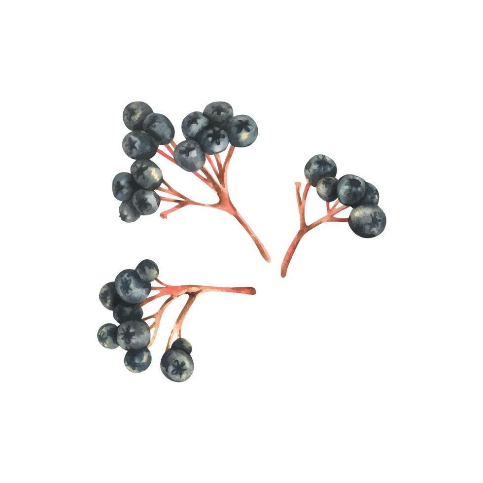 Branches of black chokeberry berries Sorbaronia fallax three bunches. Hand drawn watercolor illustration on the theme of autumn and harvest. Set of objects isolated from the background vector