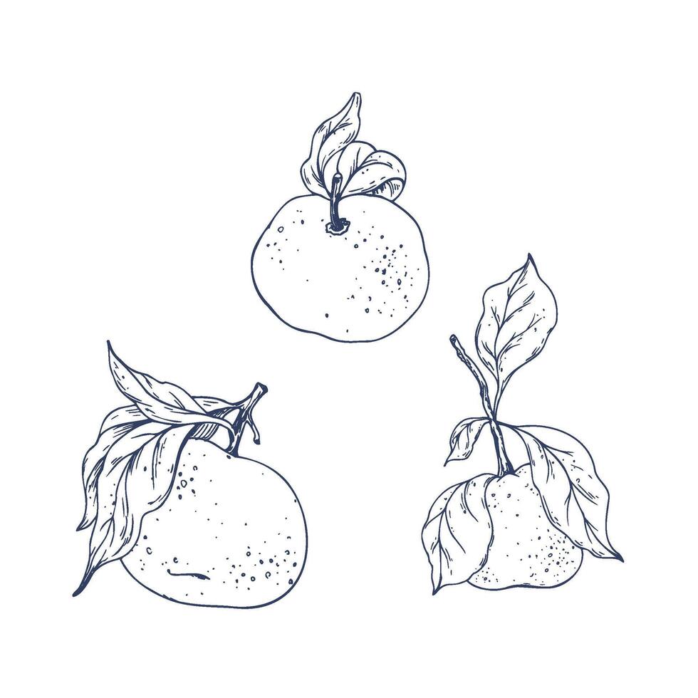 Orange tangerines with green branch and leaves, citrus tropical fruit. Graphic illustration hand drawn in black ink. Set of isolated objects EPS . vector