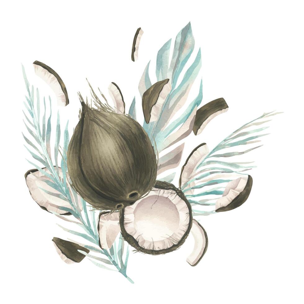 The coconuts are whole and opened with the leaves of tropical palm trees. Watercolor illustration. Composition of a large set of COCONUT. For decoration and design of food, cosmetics, packaging, logo vector