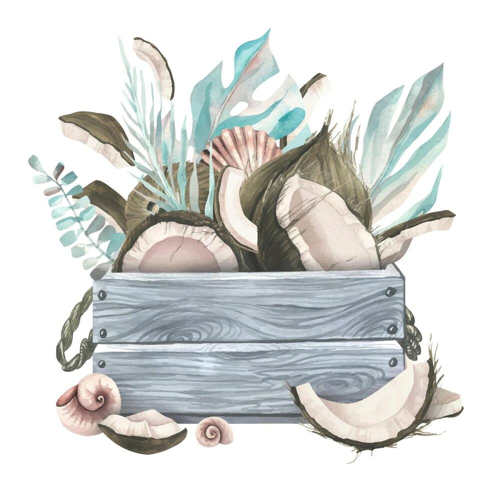 Whole coconuts and slices with tropical palm leaves and shells in a gray wooden box. watercolor illustration. Template on white background from COCONUTS collection. For decoration and design vector