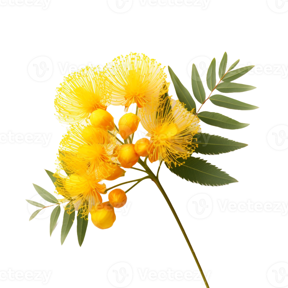 Mimosa flower isolated on transparent background png